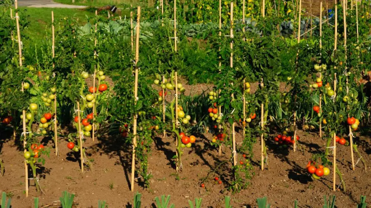Ecco la tecnica migliore per preparare il terreno ideale per i pomodori