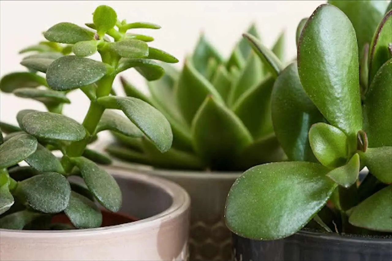 Le piante grasse più costose del mondo: ecco le cifre folli che raggiungono quelle rare