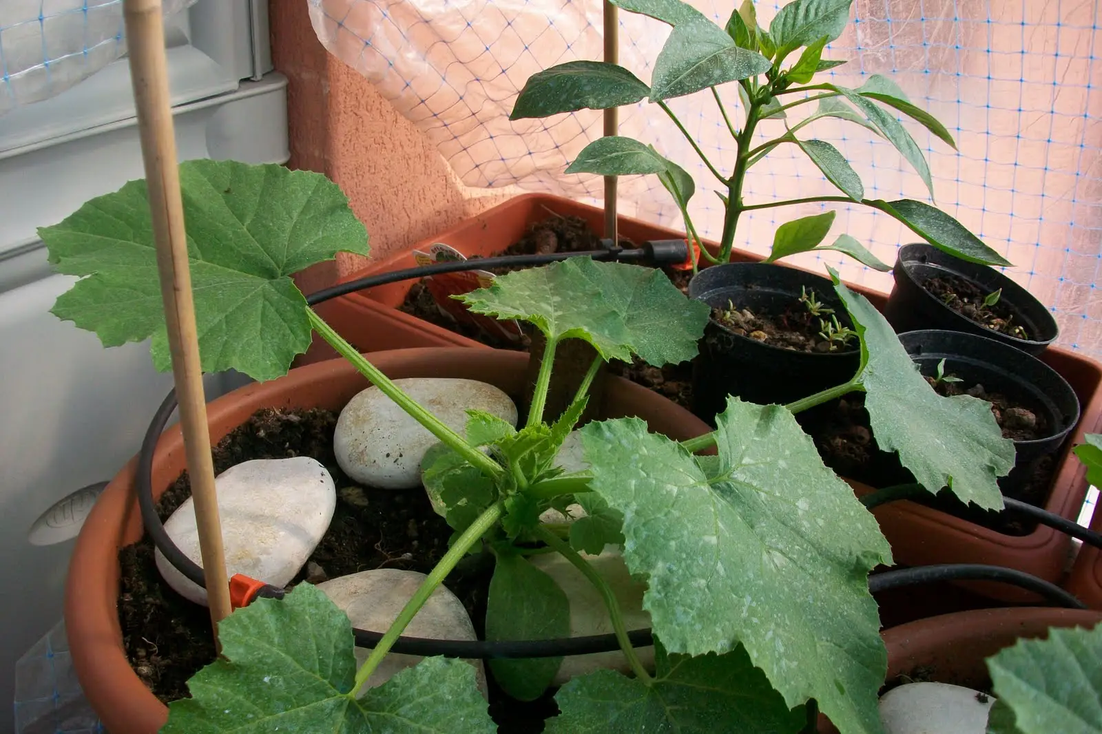 Usi questi irrigatori da vaso per innaffiare quando sei via? Attenzione a questo errore comune