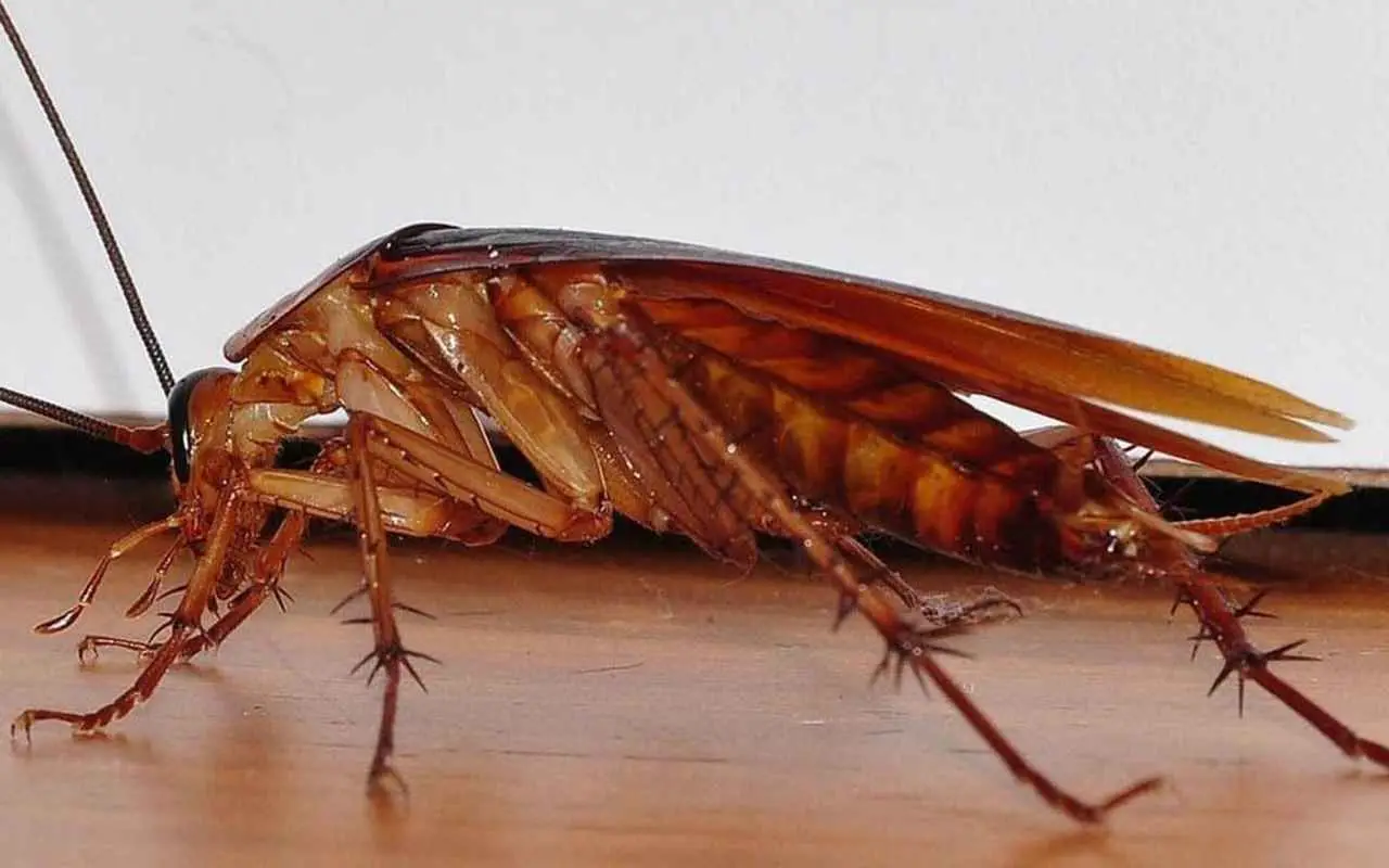 Chi paga la deblattizzazione: inquilino o proprietario? Ecco cosa dice la legge