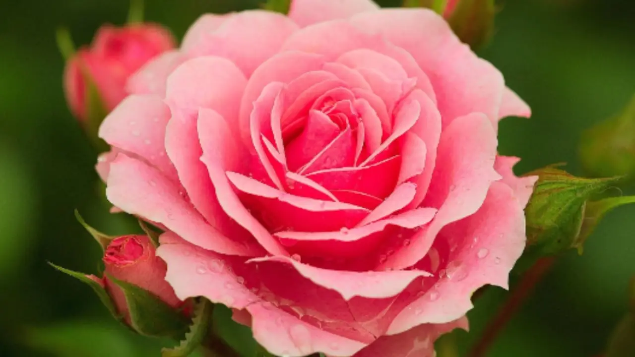 Ecco la rosa rossa più bella del mondo secondo i vivaisti: il suo profumo è unico