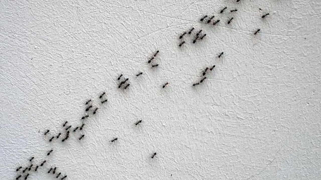 Formiche tra le provviste e nella tenda? Ecco il trucco naturale per eliminarle subito in campeggio