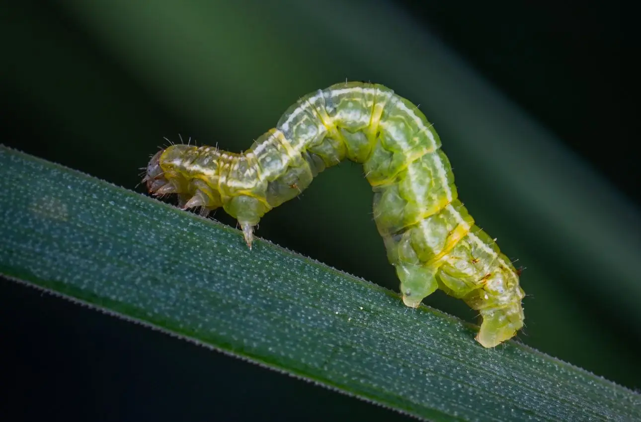 Quando trattare contro la nottua del mais? Ecco l’errore comune