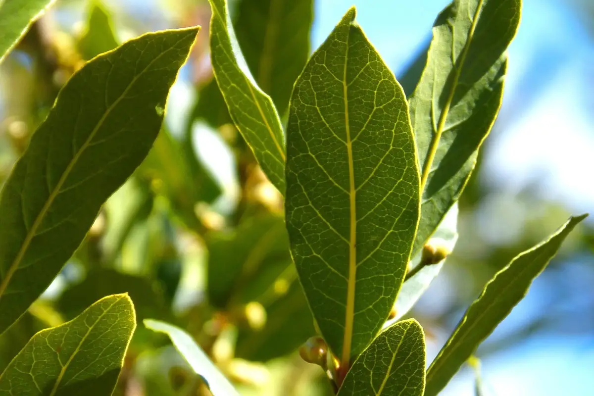 Brucia una foglia di alloro in casa: ecco cosa succede dopo pochi minuti