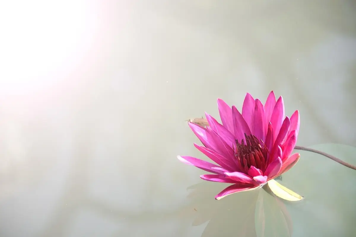 Che cos’è il fiore di agosto? Scopri il suo significato nascosto