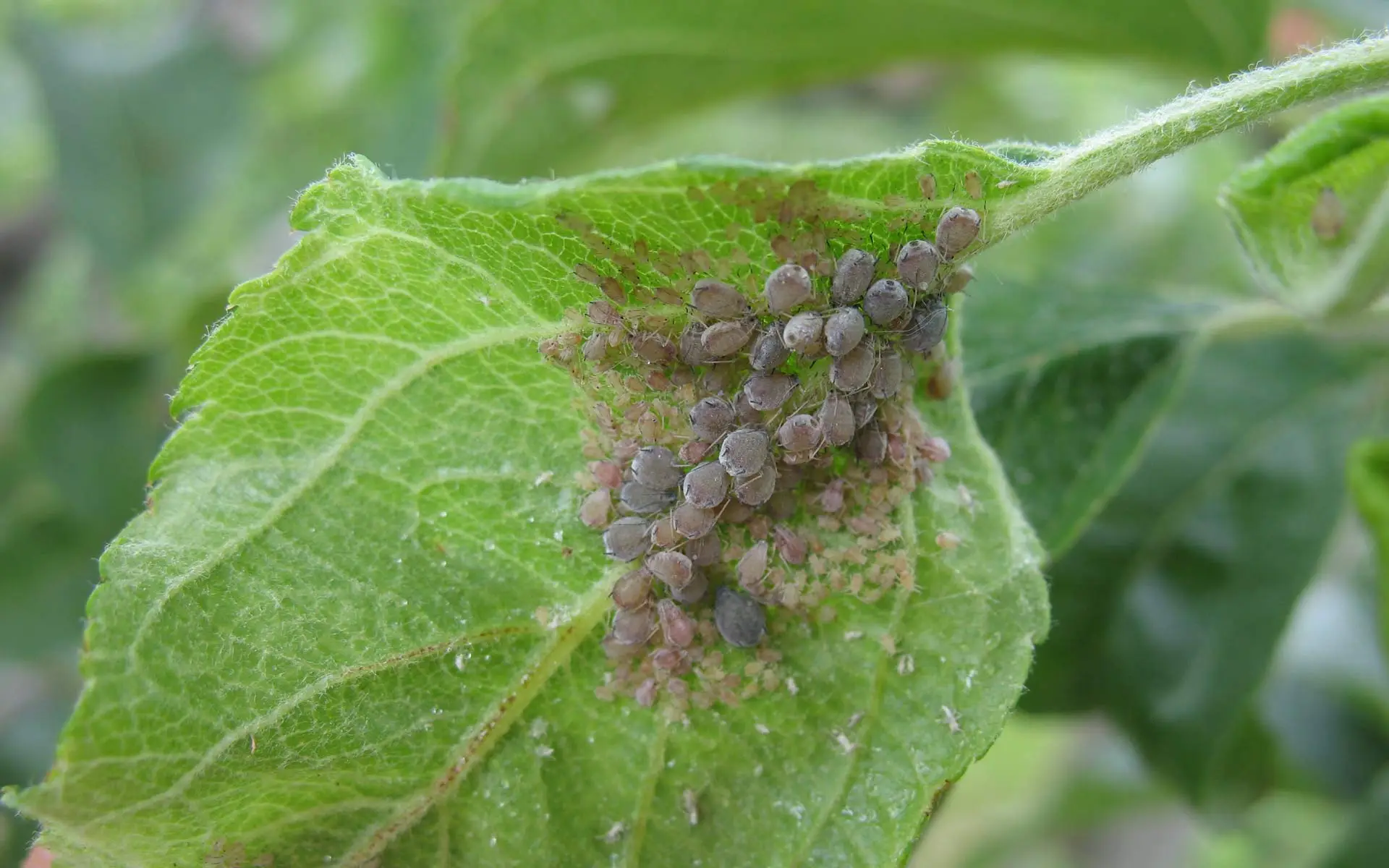 Allarme piante: se vedi questo sulle foglie è un fungo pericoloso