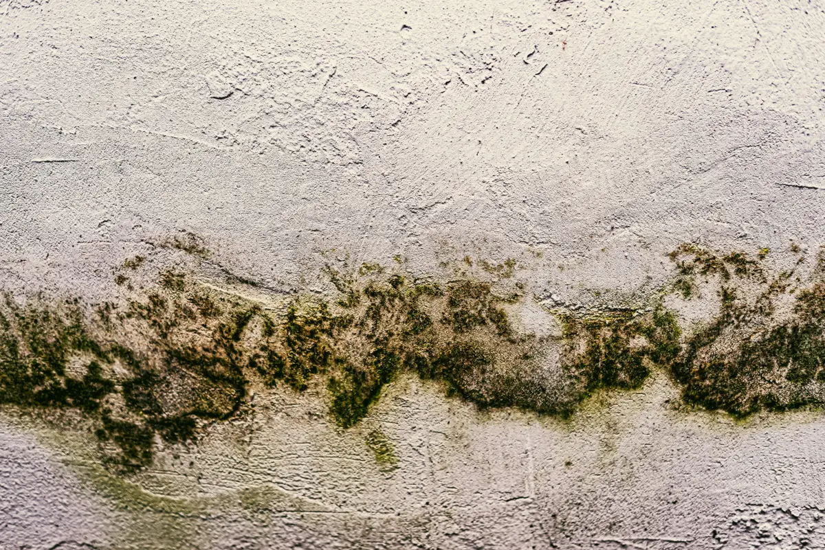 Se senti odore di muffa in bagno devi intervenire subito: ecco la causa nascosta