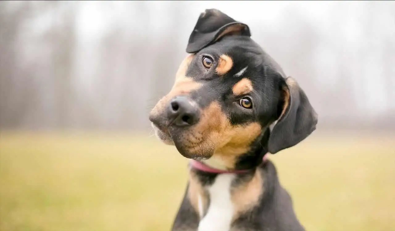 Il tuo cane ti morde le mani quando gioca? Ecco cosa sta cercando di dirti davvero