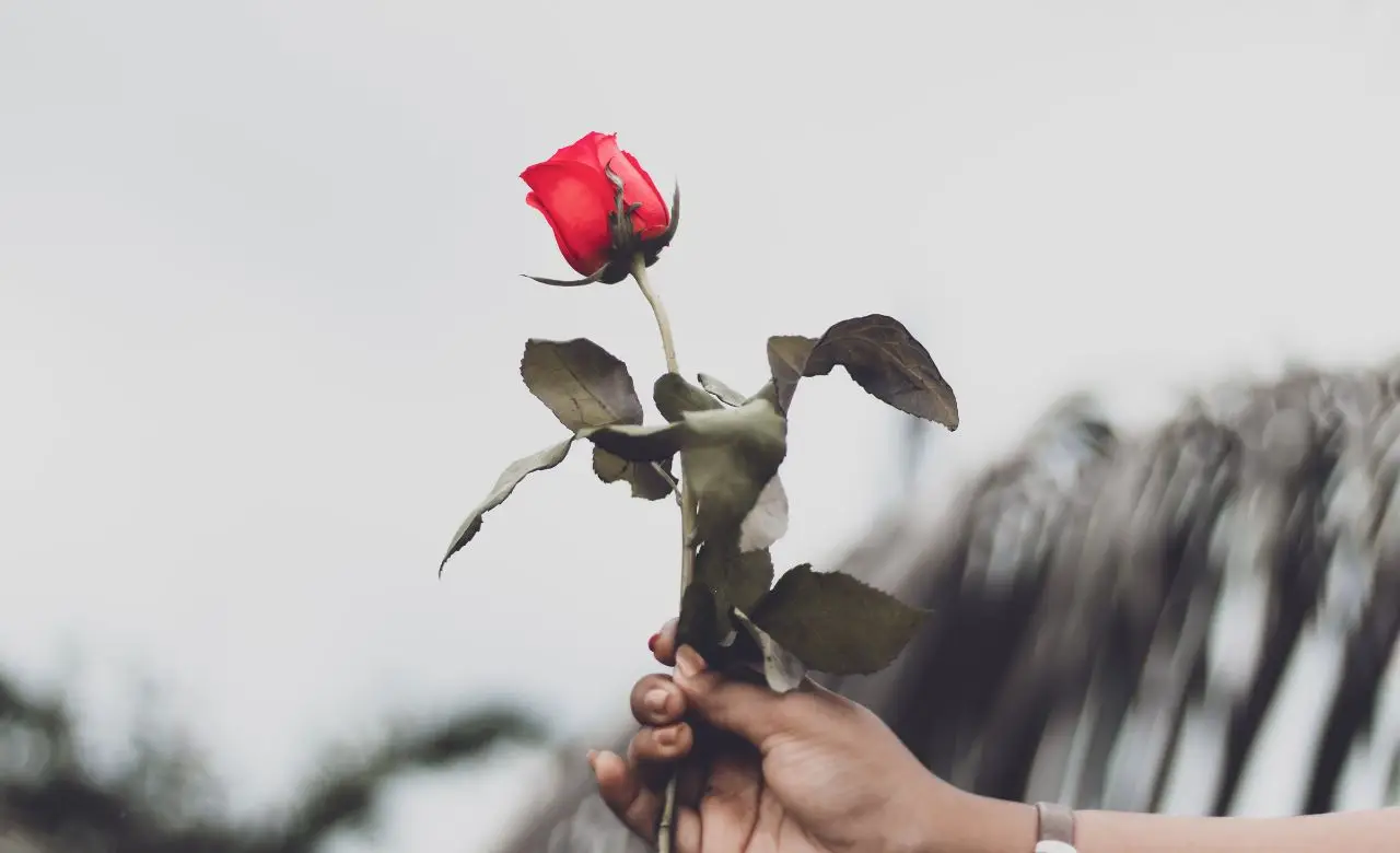 Qual è il fiore più fragile? Ecco la classifica